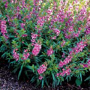 ��������� ������� ����� ��������� ����, �����������, ������� � ����, ������ Angelonia angustifolia ������