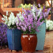 ����� ������� ����� ��������� ����, �����������, ������� � ����, ������ Angelonia angustifolia ������