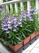 ������� ������� ����� ��������� ����, �����������, ������� � ����, ������ Angelonia angustifolia ������