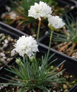 Армерия приморская Armeria