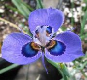 Морея Moraea