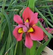 ������� ������� ����� ����� ����, �����������, ������� � ����, ������ Moraea  ������
