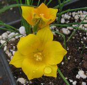 Ромулея Romulea