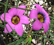 ������� ������� ����� �������  ����, �����������, ������� � ����, ������ Romulea ������