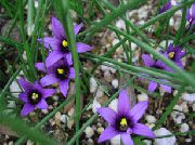 ������� ������� ����� �������  ����, �����������, ������� � ����, ������ Romulea ������