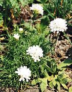 Армерия дернистая Armeria juniperifolia