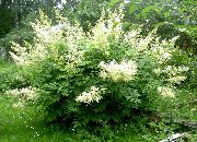 Арункус (волжанка) Aruncus dioicus