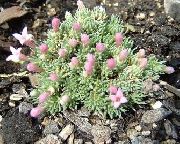 ������� ������� ����� �������� ������� ����, �����������, ������� � ����, ������ Asperula ������