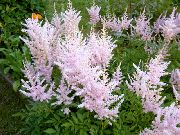 ������� ������� ����� �������� ����, �����������, ������� � ����, ������ Astilbe ������