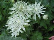 Астранция Astrantia