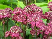 �������� ������� ����� ��������� ����, �����������, ������� � ����, ������ Astrantia  ������