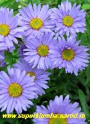 ������� ������� ����� ����� ���������� ����, �����������, ������� � ����, ������ Aster alpinus ������