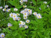 ��������� ������� ����� ����� ���������� ����, �����������, ������� � ����, ������ Aster alpinus ������
