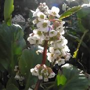 ����� Bergenia