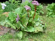 ������� ������� ����� ����� ����, �����������, ������� � ����, ������ Bergenia ������