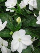 ����� ������� ����� ��������� ����, �����������, ������� � ����, ������ Impatiens ������