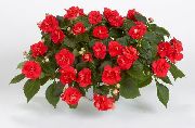 ������� ������� ����� ��������� ����, �����������, ������� � ����, ������ Impatiens ������