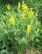 ������ ������� ����� �������� ����, �����������, ������� � ����, ������ Baptisia  ������