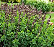 �������� ������� ����� �������� ����, �����������, ������� � ����, ������ Baptisia  ������