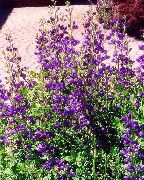 Баптизия Baptisia