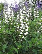 ����� ������� ����� �������� ����, �����������, ������� � ����, ������ Baptisia  ������