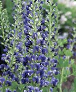����� ������� ����� �������� ����, �����������, ������� � ����, ������ Baptisia  ������