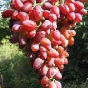 ���-2  ���� ���������