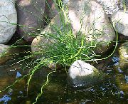 ������������ ������� ������ ������ ����, �����������, ������� � ����, ������ Juncus ������ ������