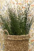 ������������ ������� ������ ������ ����, �����������, ������� � ����, ������ Juncus ������ ������