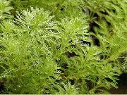 ������������ ������� ������ ����� ����, �����������, ������� � ����, ������ Myriophyllum  ������ ������