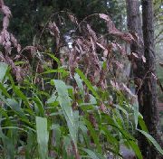 ������������ ������� ����� ���������� ����, �����������, ������� � ����, ������ Chasmanthium  ����� ������
