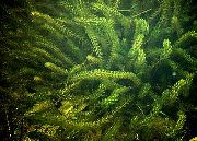Элодея (Водная чума) Elodea canadensis