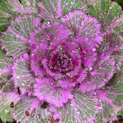 ������� ������������ Brassica oleracea