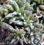 Толстянка Crassula
