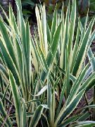 Юкка нитчатая Yucca filamentosa