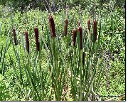Рогоз Typha