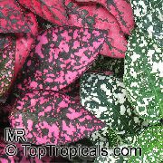 Гипоэстес (Гипестес) Hypoestes
