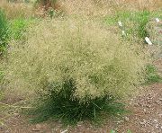 Щучка дернистая (Луговик) Deschampsia caespitosa