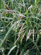 Костер(Бромус) Bromus