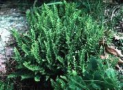 ������������ ������� ���������� ������ ����, �����������, ������� � ����, ������ Woodsia  ���������� ������