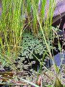 Азолла (Москитный папоротник) Azolla