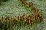 ������������ ������� ����� �������� ����, �����������, ������� � ����, ������ Imperata cylindrica ����� ������