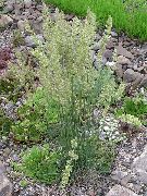 Келерия сизая (Колерия) Koeleria