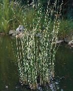 Камыш Scirpus lacustris