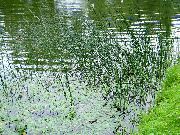 ������������ ������� ������ ����� ����, �����������, ������� � ����, ������ Scirpus lacustris ������ ������