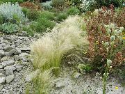 Ковыль перистый Stipa pennata