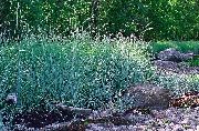 Колосняк (Элимус) Elymus