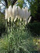 Кортадерия Селло (Пампассная трава) Cortaderia selloana