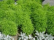 Кохия (Летний кипарис) Kochia
