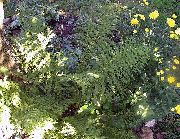 Кочедыжник Athyrium